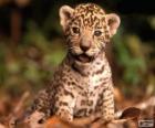 Küçük bir jaguar